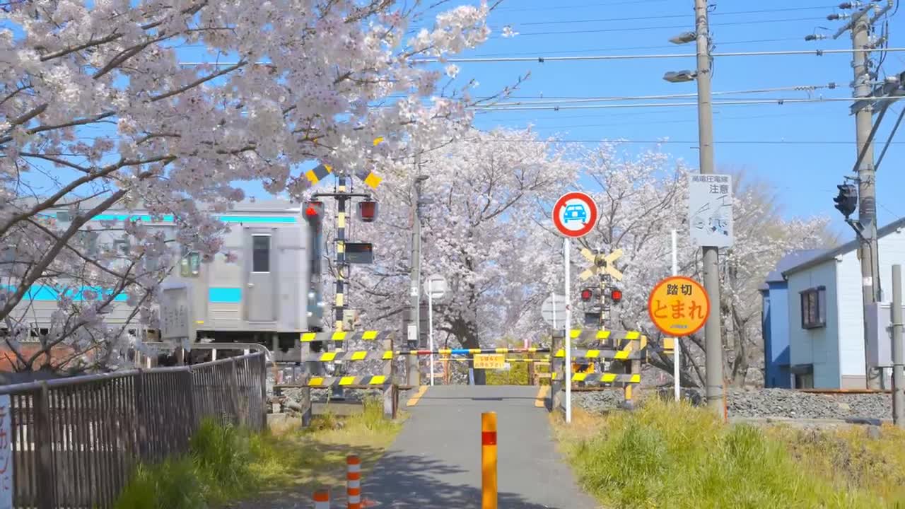 【8K HDR】 Japan Kyoto Cherry Blossom 京都の桜 (1)