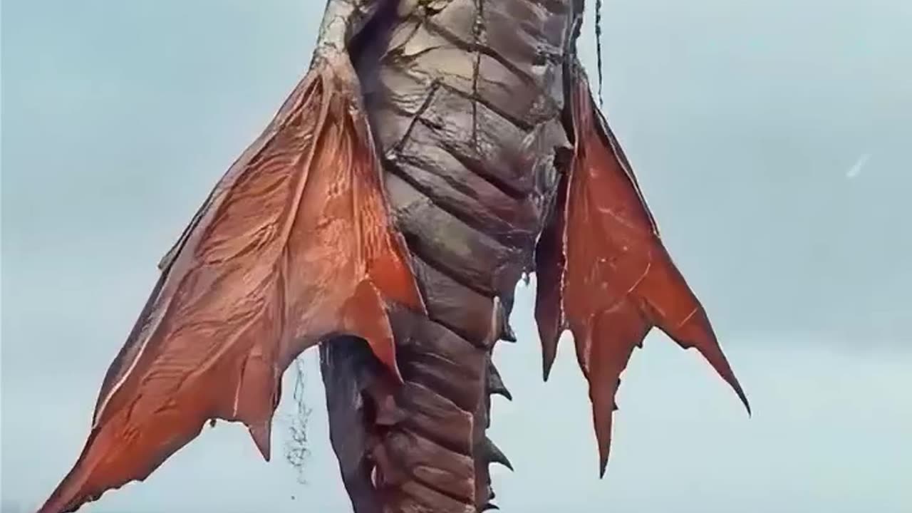 Giant Sea Monsters Caught by Fishermen!