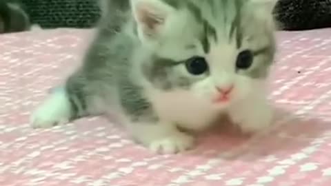 Beautiful cats collection