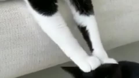 cute_cat_funny_videos_😹😻_||_funny_videos