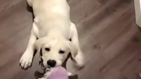 Funniest & Cutest Labrador Puppies #2 - Funny Puppy Videos