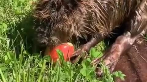 Funny Animal Eating video to Brighten Up your Day