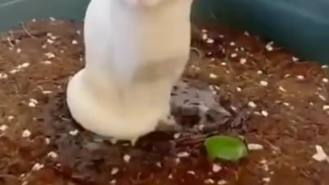 Instant Kitty. Tada!