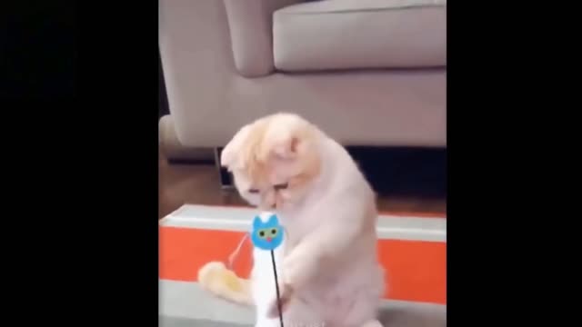 a funny pet cat play with a doll