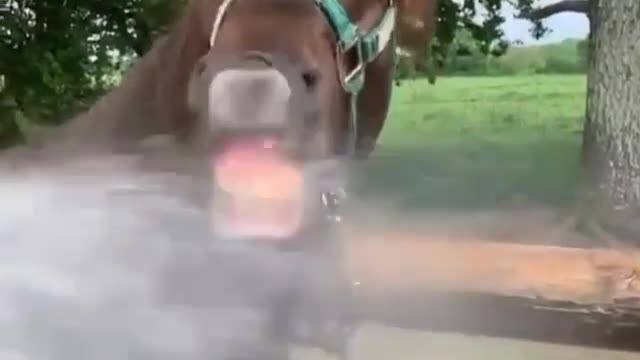 That's horse talking a whole lot of lip movement but nothing coming out