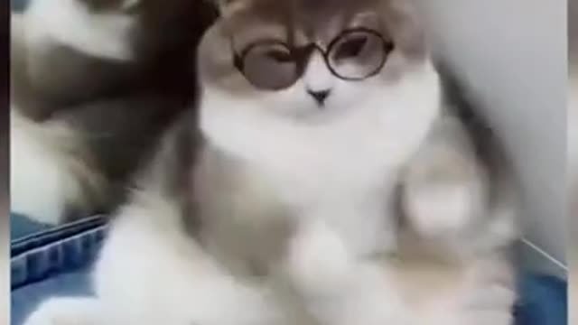 Nice And Cute Pets in: Harry Potter??!