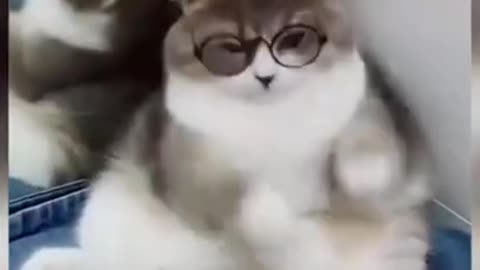 Nice And Cute Pets in: Harry Potter??!