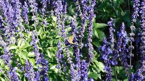 A butterly on a flower