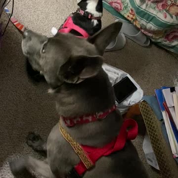 Dogs are ready for walk