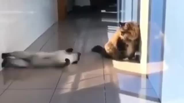 Cat transforms into ninja