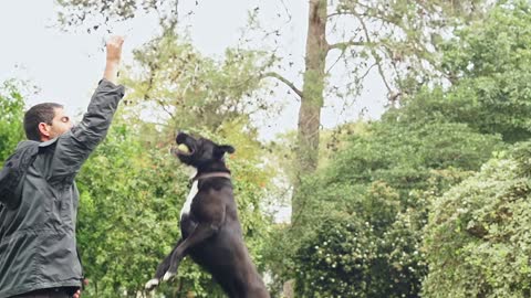Super Cute ♡ Funny Cats and Dogs Videos