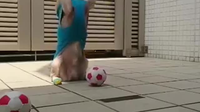Best short funny dog videos 2020-21