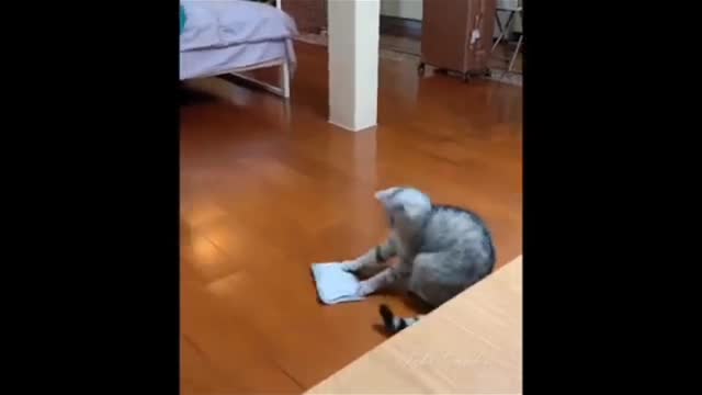 So funny cat😁