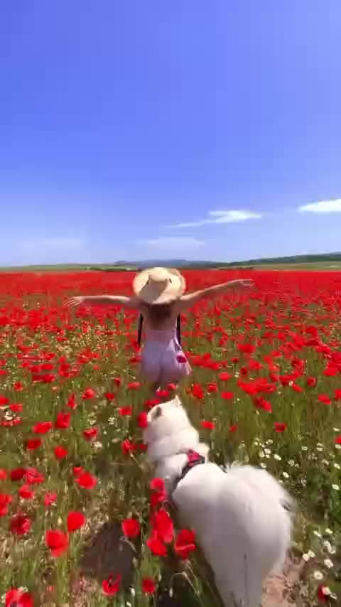 Beautiful poppy fields
