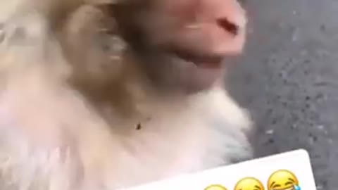 ابتسامه القرود😂😂😂