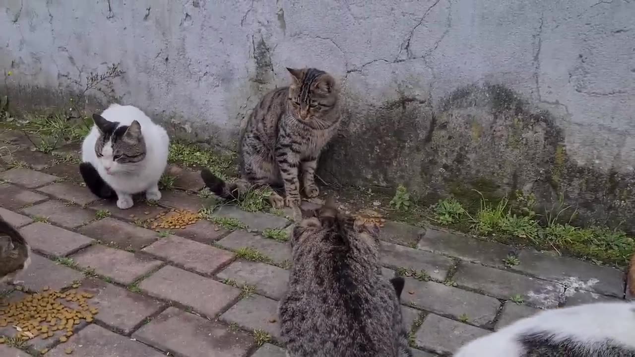 Poor Female Cat Attacked by 3 Male Cats.