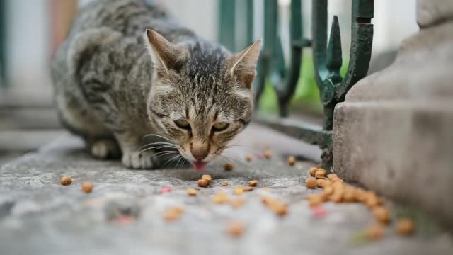 Cat eating