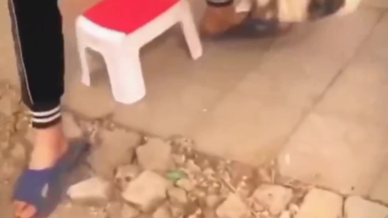 Funny moments of animal🤣🤣🤣