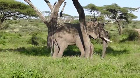 Elephant scratches itself using a tree