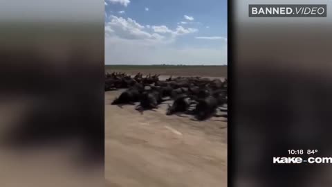 Has America Been Slated For Starvation?