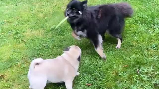 Marve Pugs playing with newfoundland dog