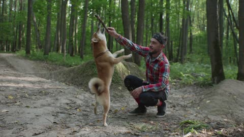 Dog training