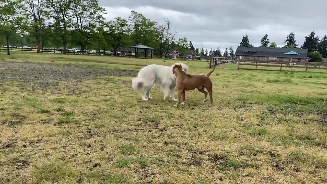 Shepherd Attacks The Pitbull