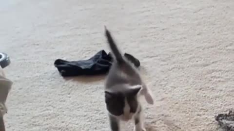 cats.videoss So adorable 🥰🤗