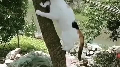 funny cat