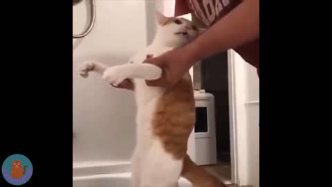 Thats why Animals are cute and adorable