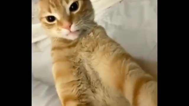 Cat mad