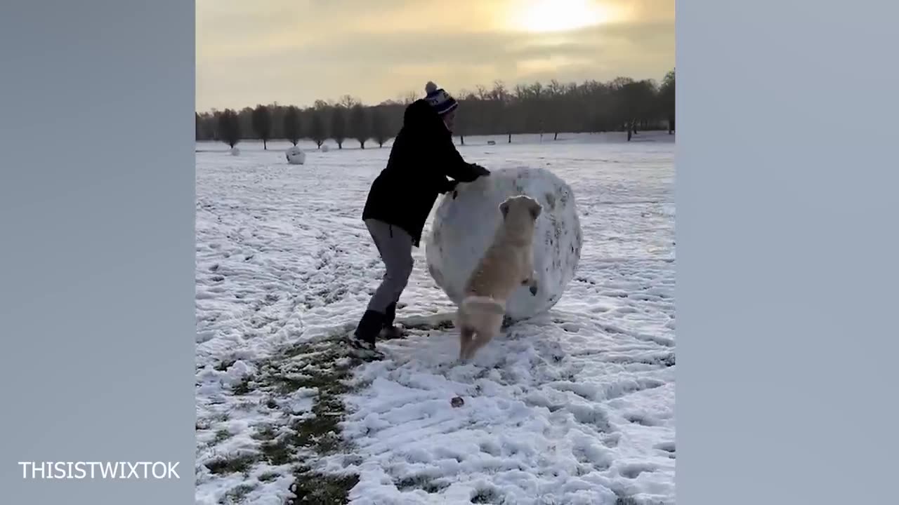 Dogs Reacting to First Snow - Try Not To Laugh