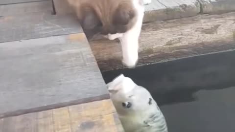 Are cats and fish natural enemies? Do cats like to eat fish?