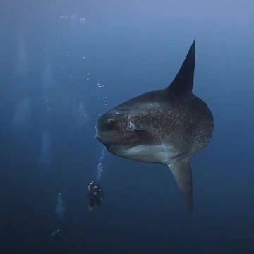 Sunfish is the strangest fish in the sea