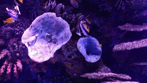 ANIMALS OF THE SEA🦈🐬🐟🐠🐙