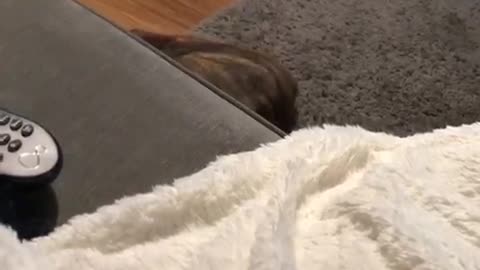 Brown sleeping dog falls off grey couch white blanket