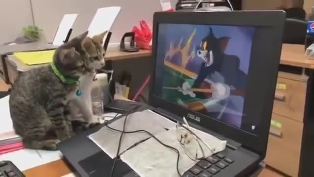 Cats watching cartoon