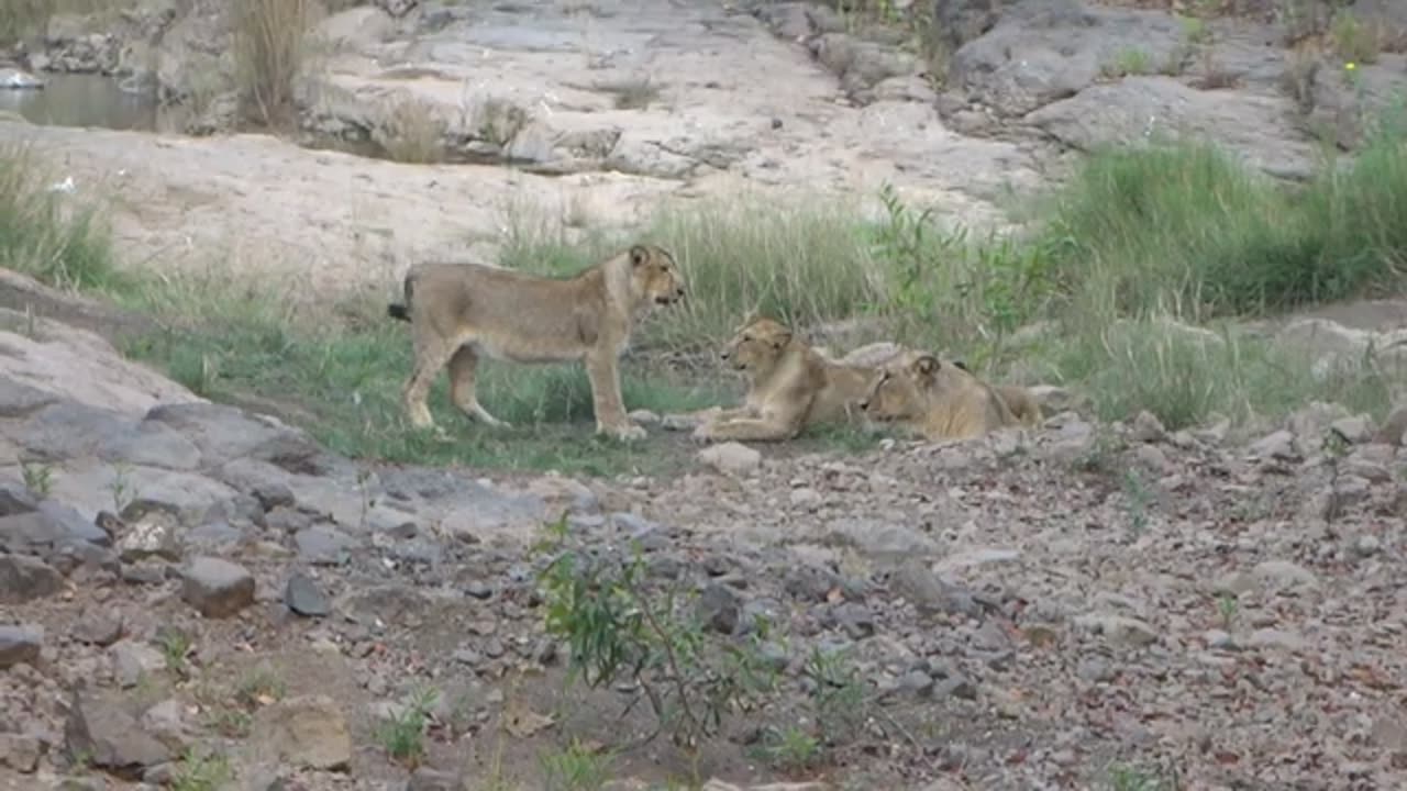 Lions attacking each other!