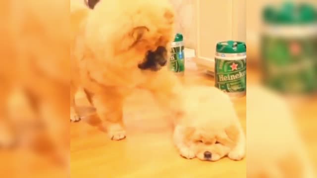 Chow Chow: Hurry up and play with me