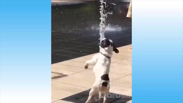 Watch as puppy tries to stop the water