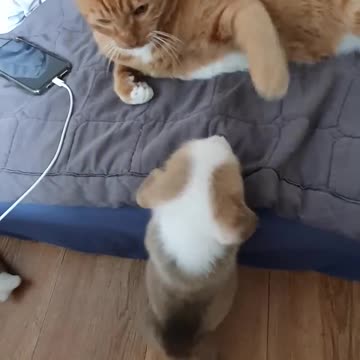 A real cat punch and a baby Welsh Corgi