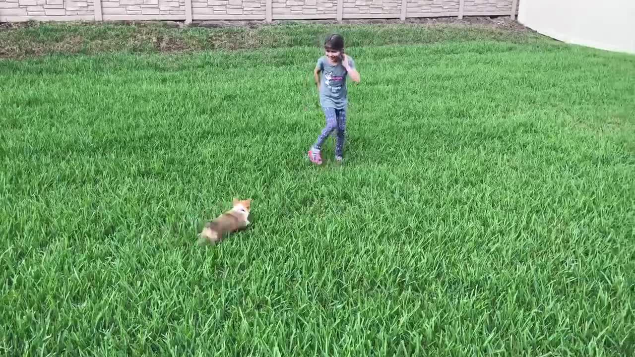 Nuevo cachorro corre libre el primer día en su nueva casa