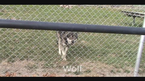 Drive Thru Zoo ~ Exotic Animal Paradise Springfield, MO