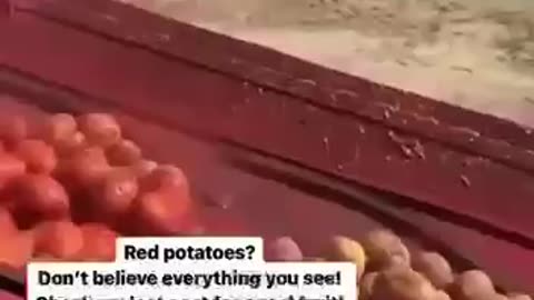 RED POTATOES/ DON’T BELIEVE EVERYTHING YOU SEE