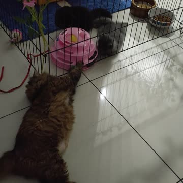 Introduction Session: Day 1 I Adopt Betty & Princess