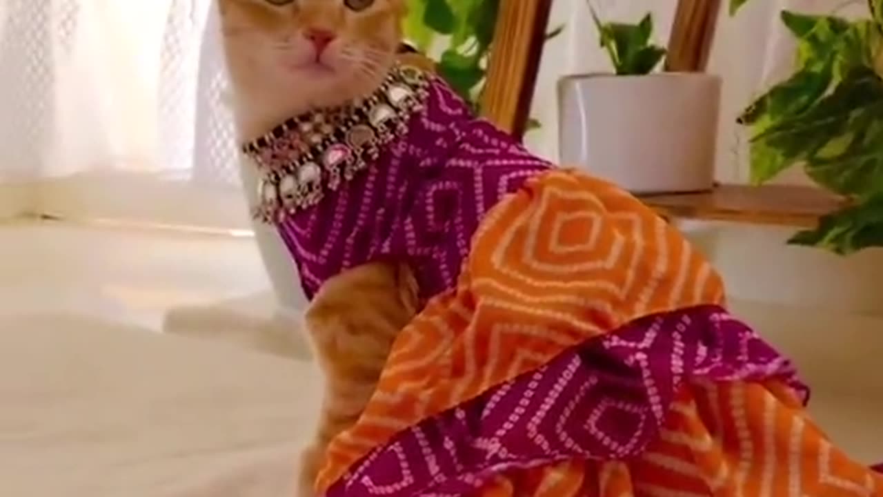 Beautiful Cat video 🐈🙀🙀🐈