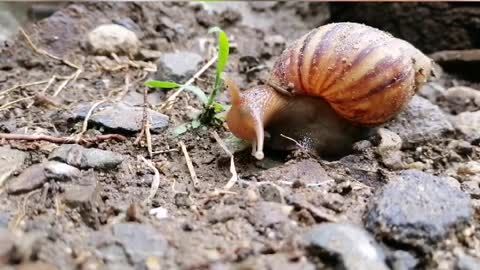 Cute little snail eating grass 🐌 | cute animals |