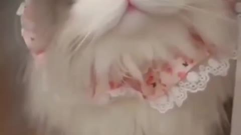 Cute cat Cute reaction