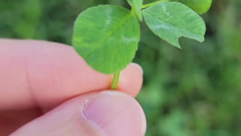 5 leaf clover