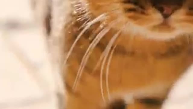 Angry cat
